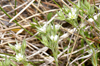 Minuartia glomerata